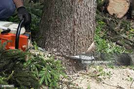 Best Palm Tree Trimming  in Cadillac, MI