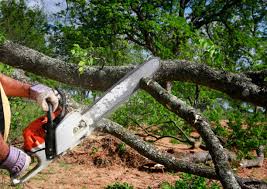 Best Hazardous Tree Removal  in Cadillac, MI