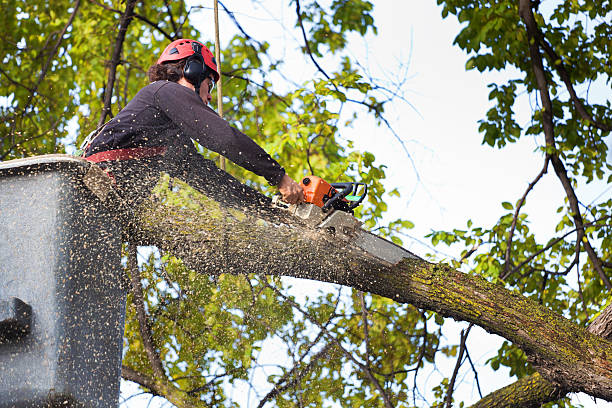 Best Root Management and Removal  in Cadillac, MI